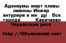 Адениумы,мирт,оливы,лимоны,Инжир, антуриум и мн .др - Все города  »    . Карачаево-Черкесская респ.